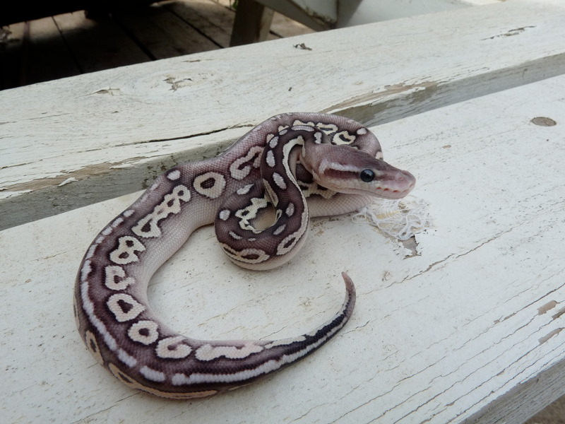 Cinnamon Mojave Pastel