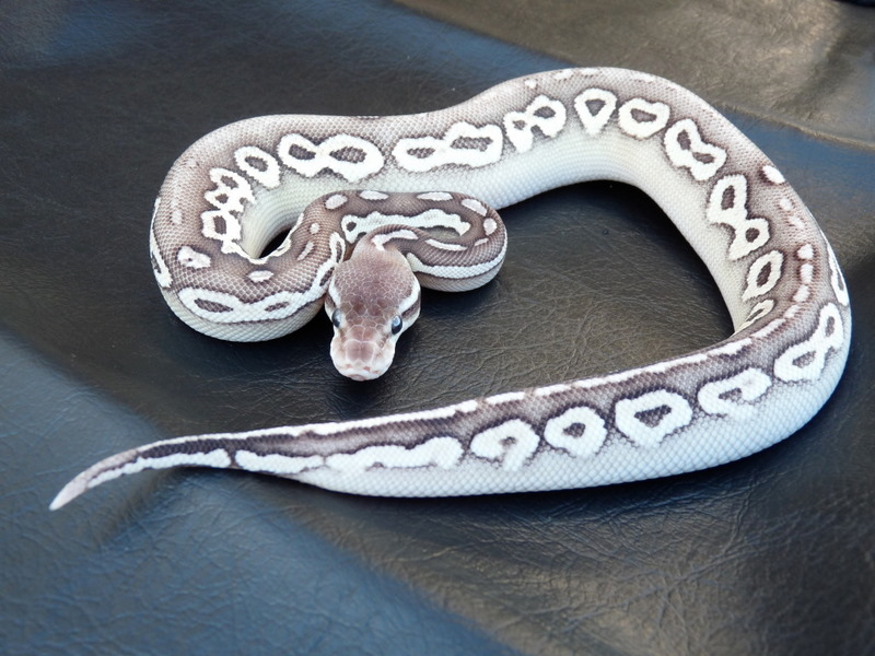 Cinnamon Mojave Pastel