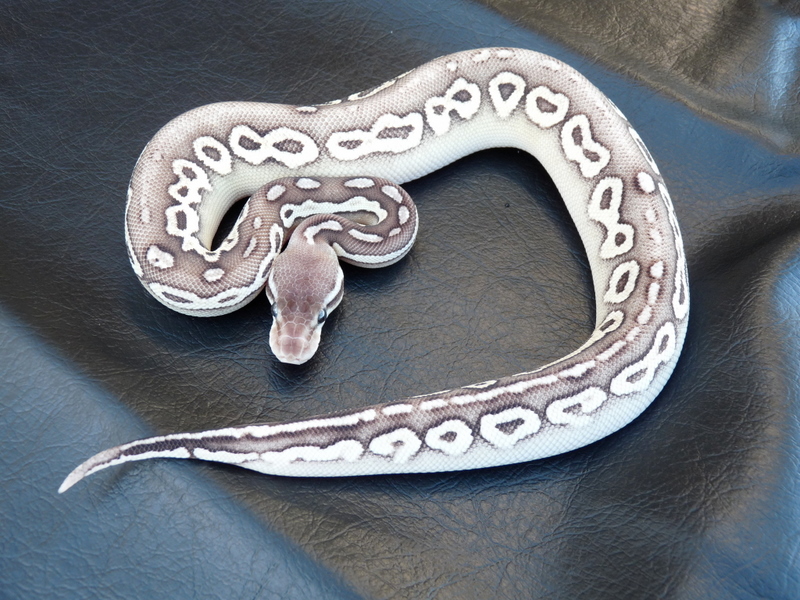 Cinnamon Mojave Pastel