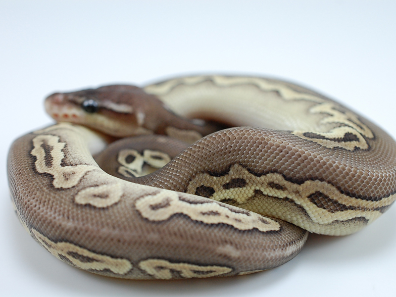 Cinnamon Mojave Pastel