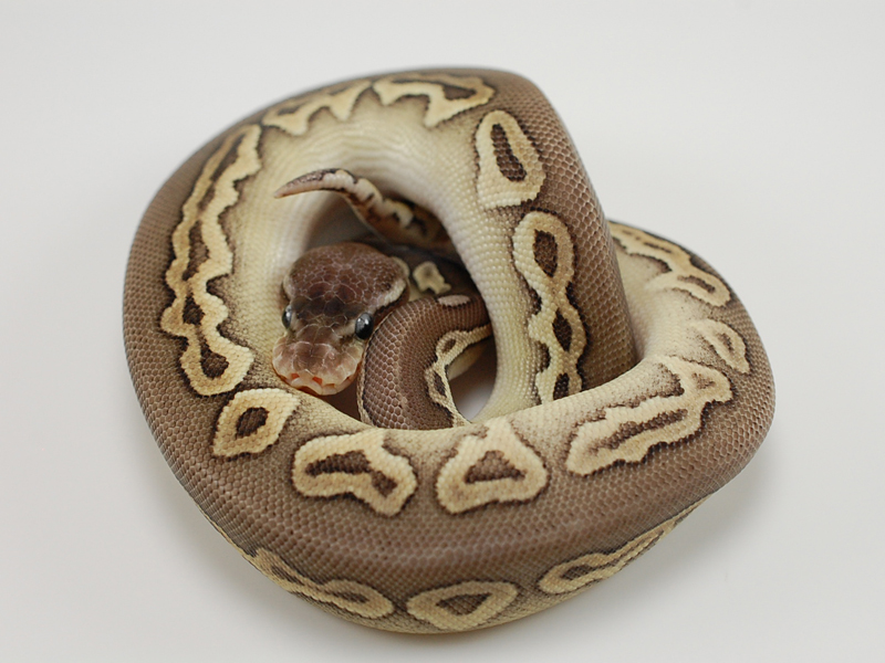 Cinnamon Mojave Pastel