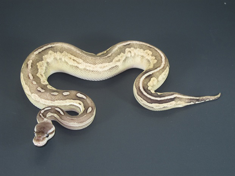 Cinnamon Mojave Pastel