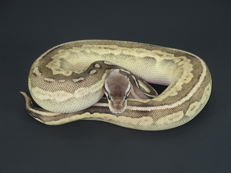 Cinnamon Mojave Pastel