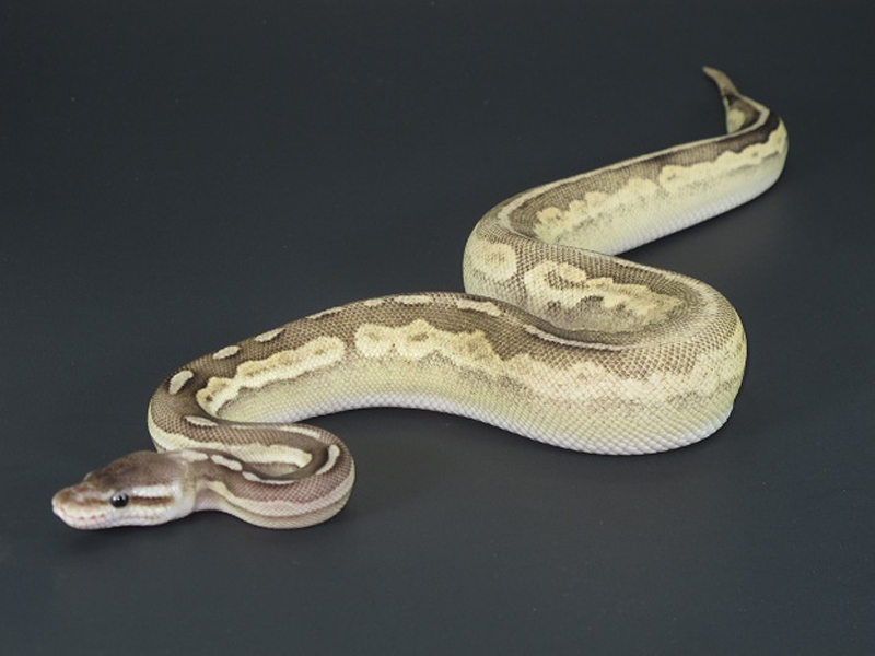 Cinnamon Mojave Pastel