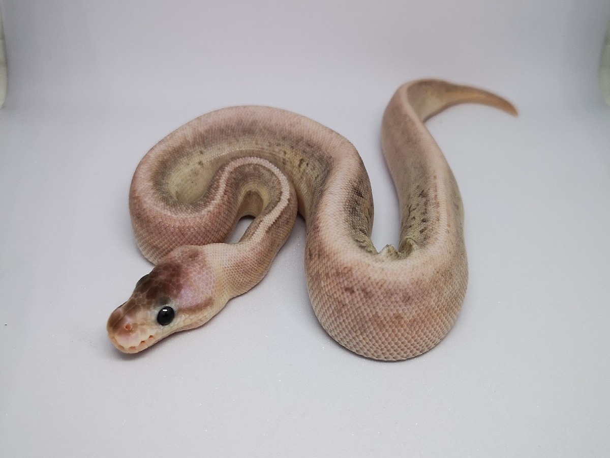 Cinnamon Mojave Pinstripe Super Pastel Yellow Belly