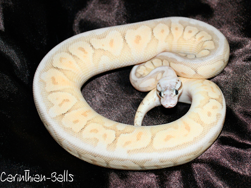 Cinnamon Mojave Spider Super Pastel