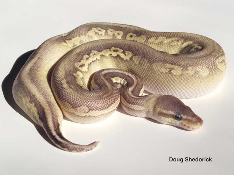 Cinnamon Mojave Super Pastel