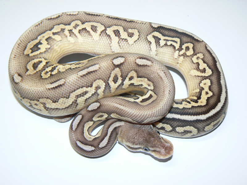 Cinnamon Mojave Super Pastel