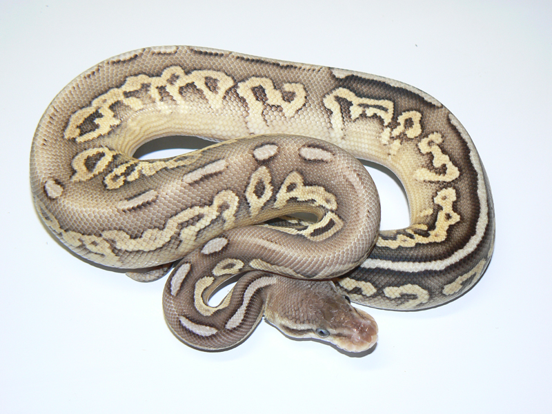 Cinnamon Mojave Super Pastel