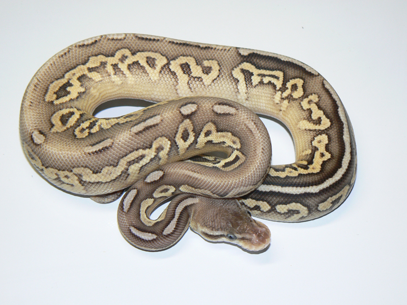 Cinnamon Mojave Super Pastel