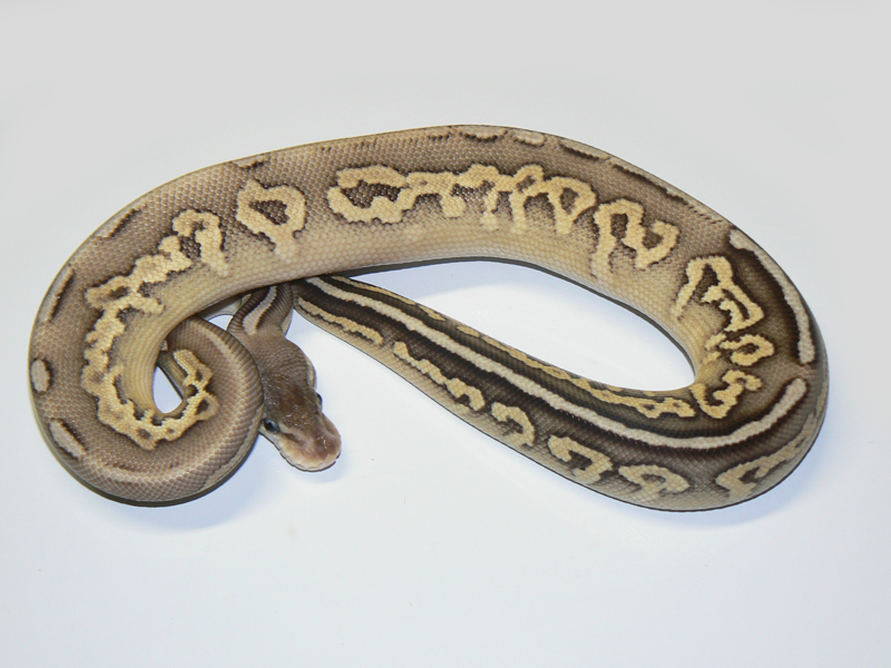 Cinnamon Mojave Super Pastel