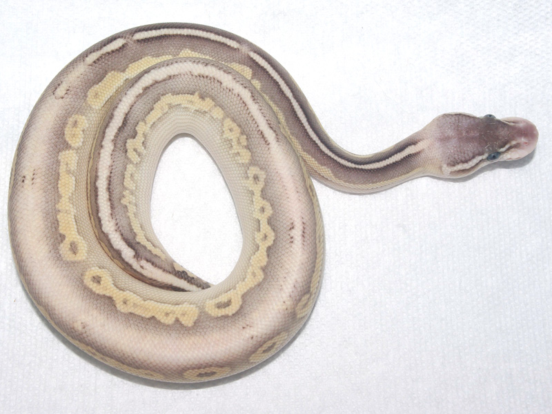 Cinnamon Mojave Super Pastel