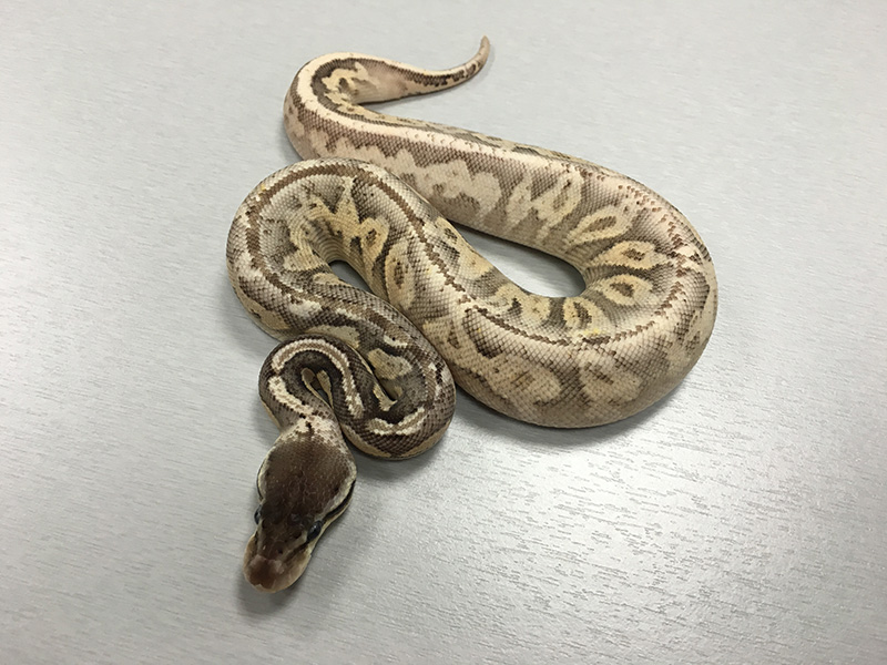 Cinnamon Orange Dream Pastel Yellow Belly