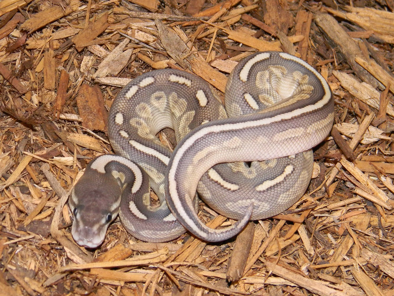 Cinnamon Orange Ghost Lesser