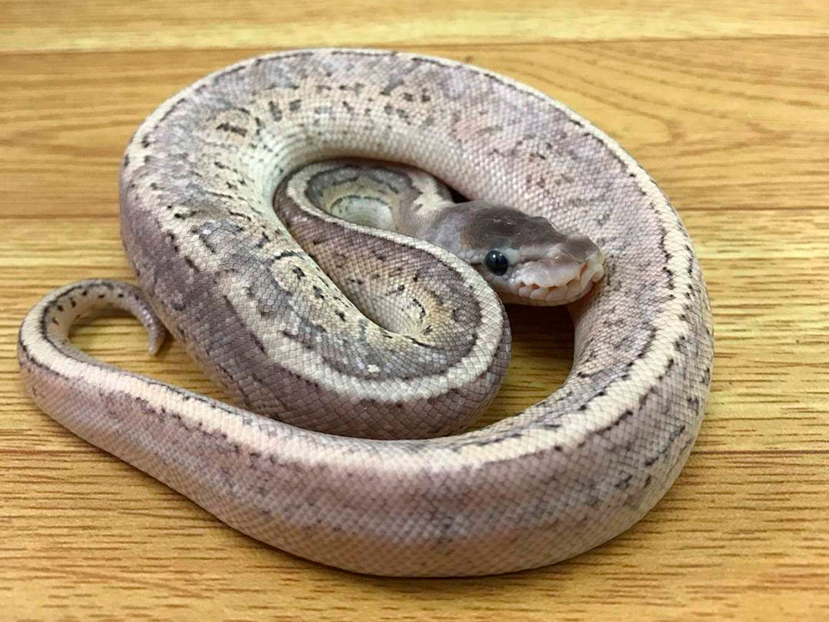 Cinnamon Pastel Pinstripe Yellow Belly