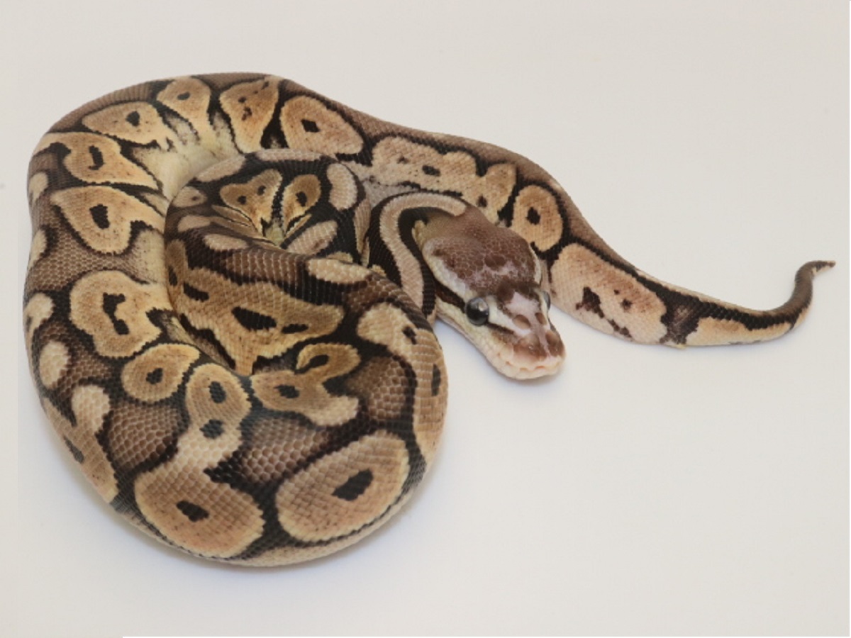 Cinnamon Pastel Scaleless Head