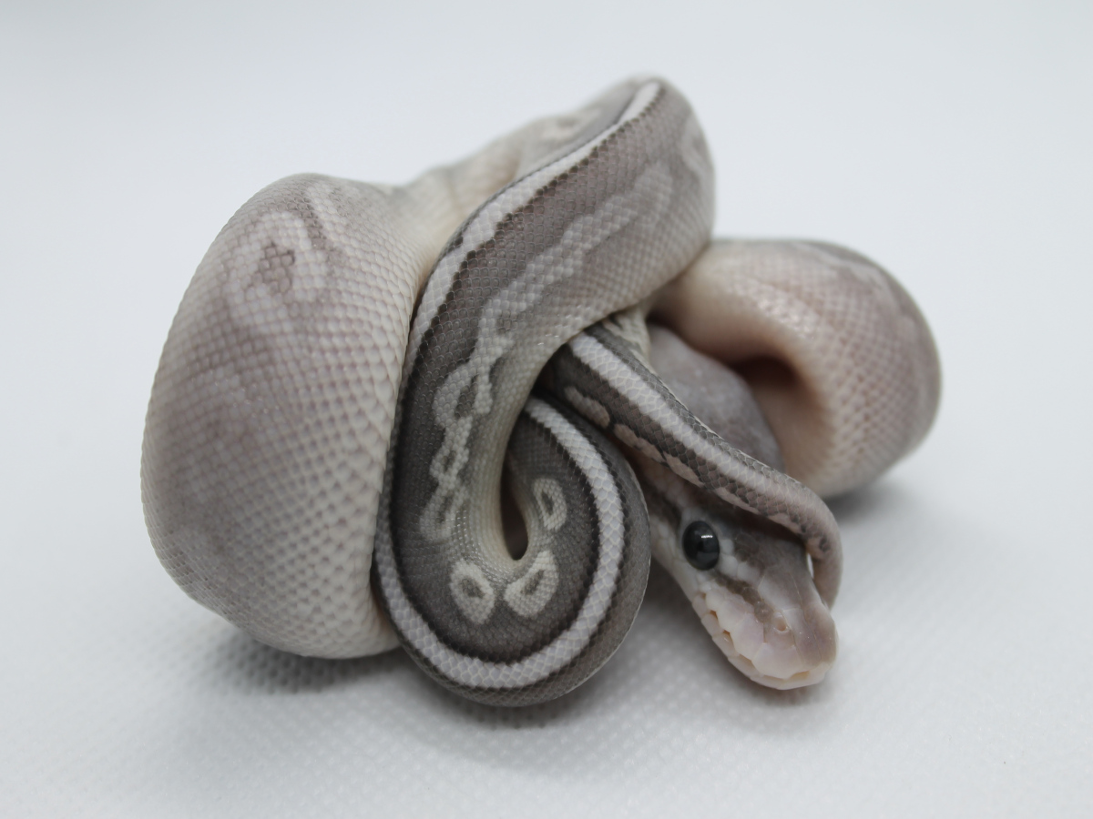 Cinnamon Phantom Super Pastel Yellow Belly