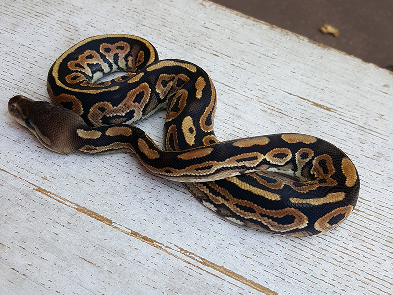 Cinnamon Specter Vanilla