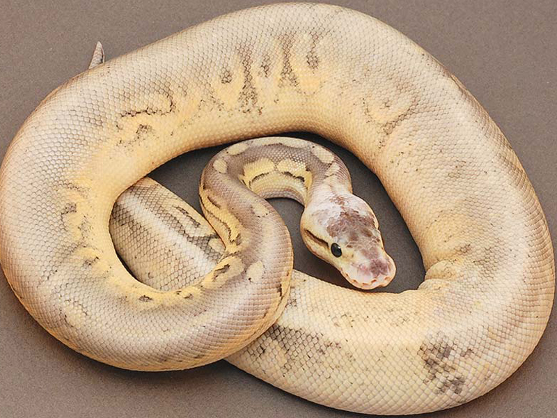 Cinnamon Super Pastel Yellow Belly Morph List World Ball Pythons