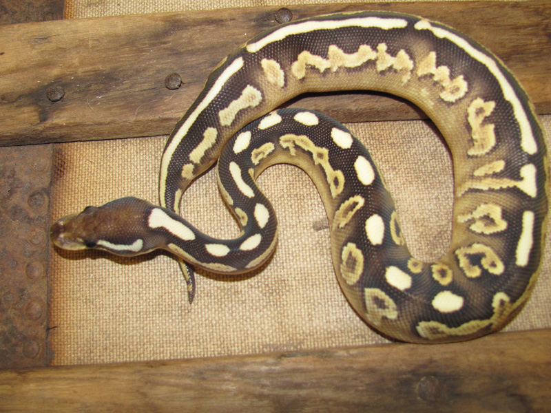 Cinnamon Yellow Belly Lesser