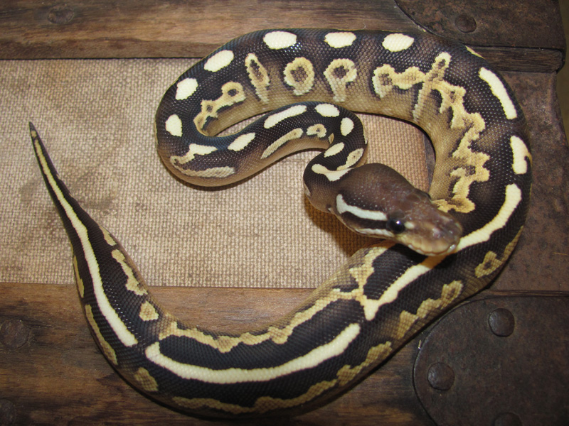 Cinnamon Yellow Belly Lesser