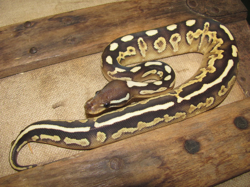 Cinnamon Yellow Belly Lesser