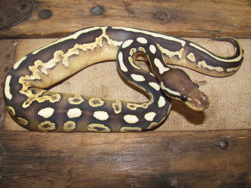 Cinnamon Yellow Belly Lesser