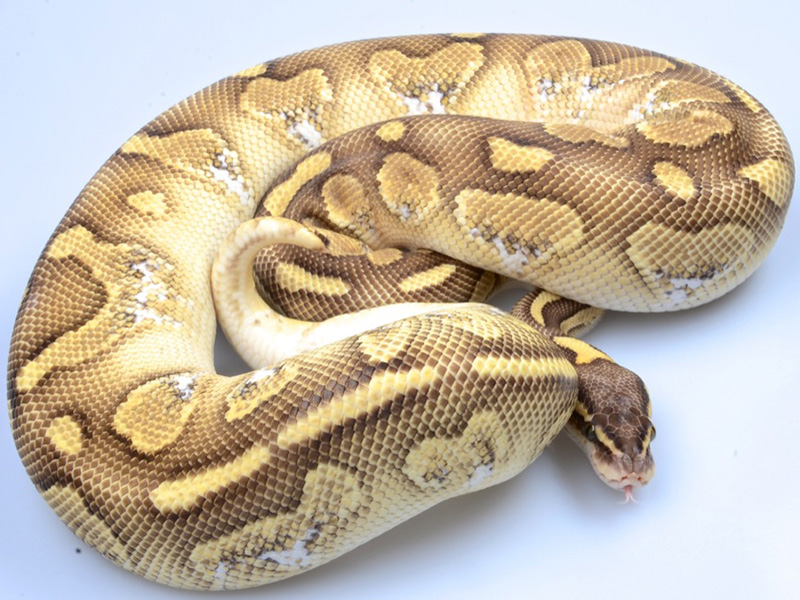 Citrus Calico Lesser