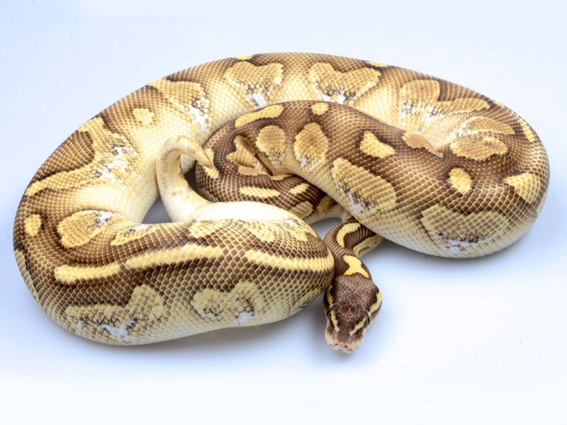 Citrus Calico Lesser