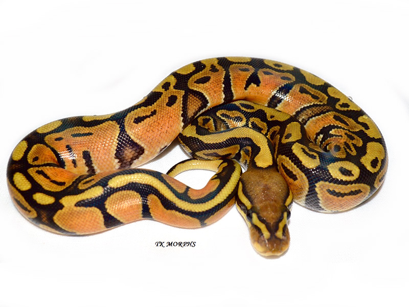 Citrus Hypo