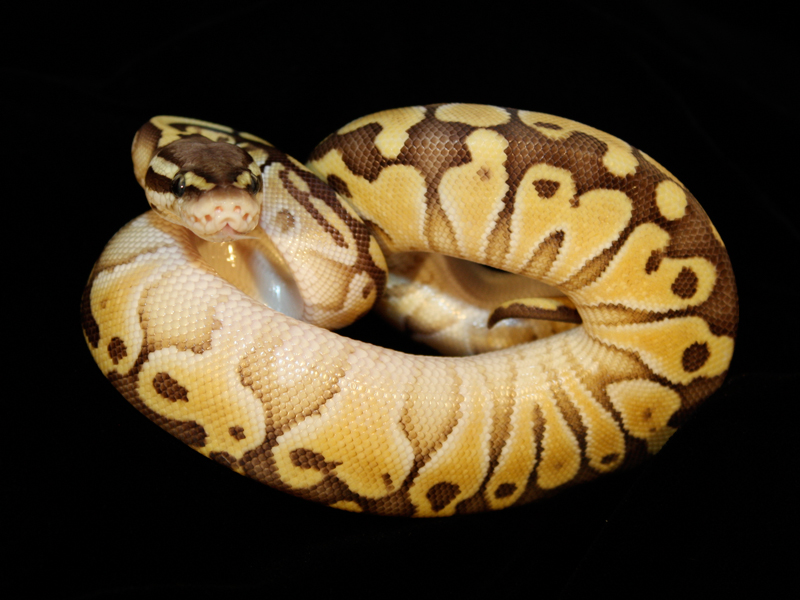 Citrus Lesser Whiteout