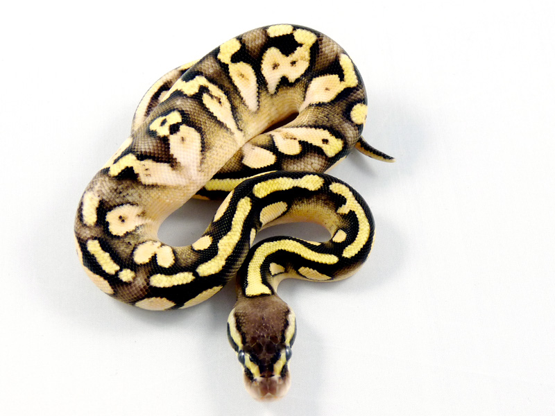 Citrus Pastel Calico Mocha