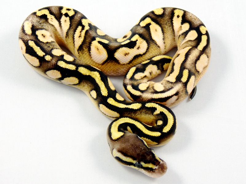 Citrus Pastel Calico Mocha