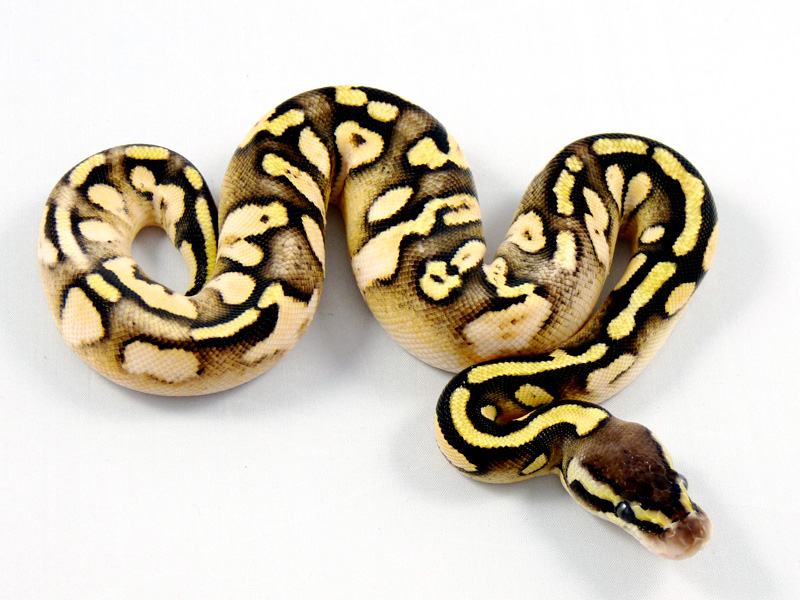 Citrus Pastel Calico Mocha