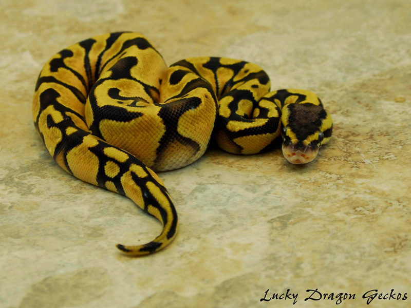 Citrus Pastel Enchi