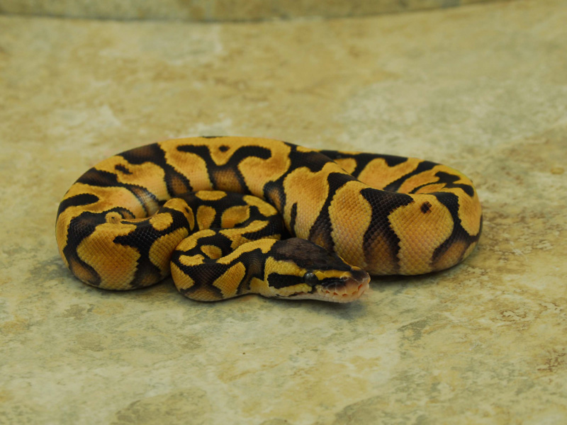 Citrus Pastel Enchi