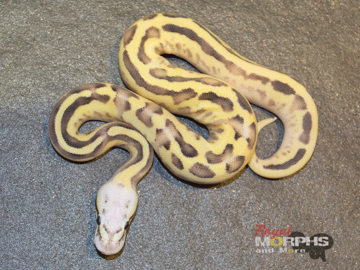 Citrus Pastel Fire Leopard Ball Vanilla