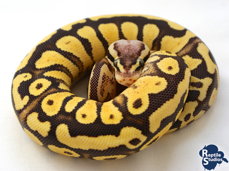 Citrus Pastel Flame Yellow Belly