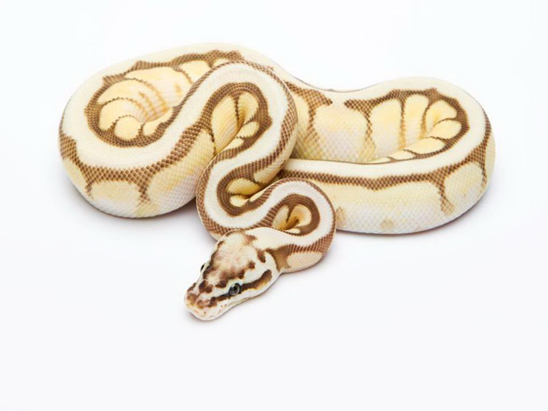 Citrus Pastel Lesser Spider