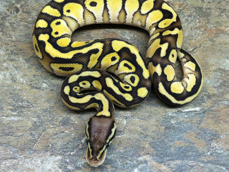 Citrus Pastel Lesser