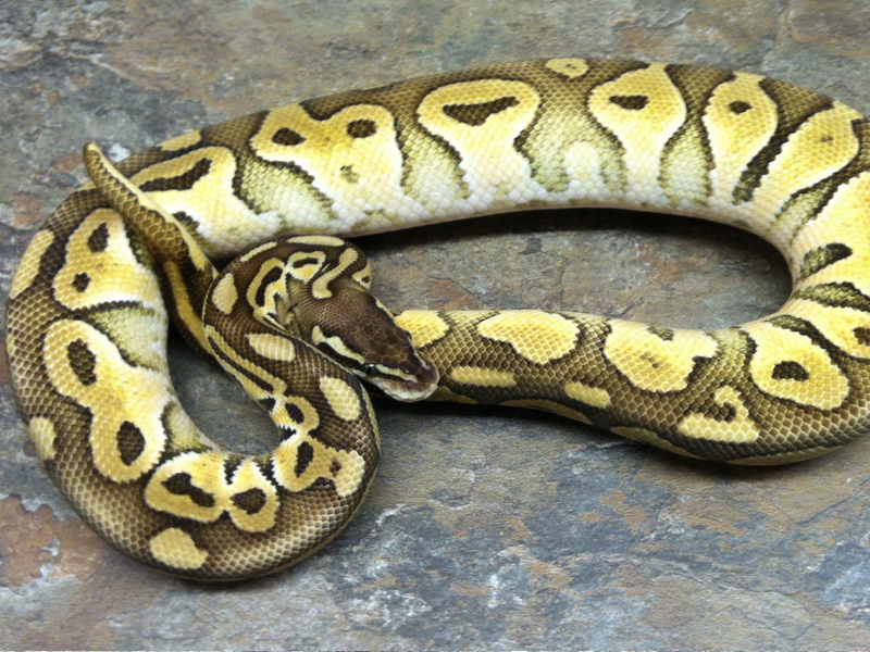 Citrus Pastel Lesser