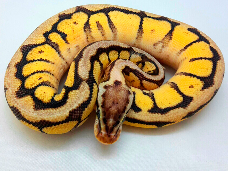 Citrus Pastel Mojave Specter Spider