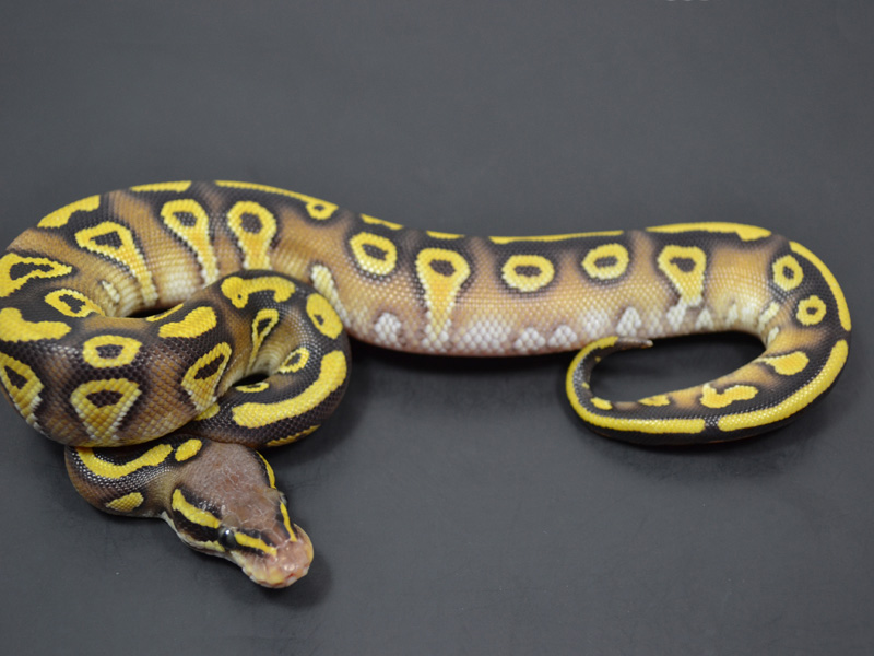 Citrus Pastel Mojave Yellow Belly