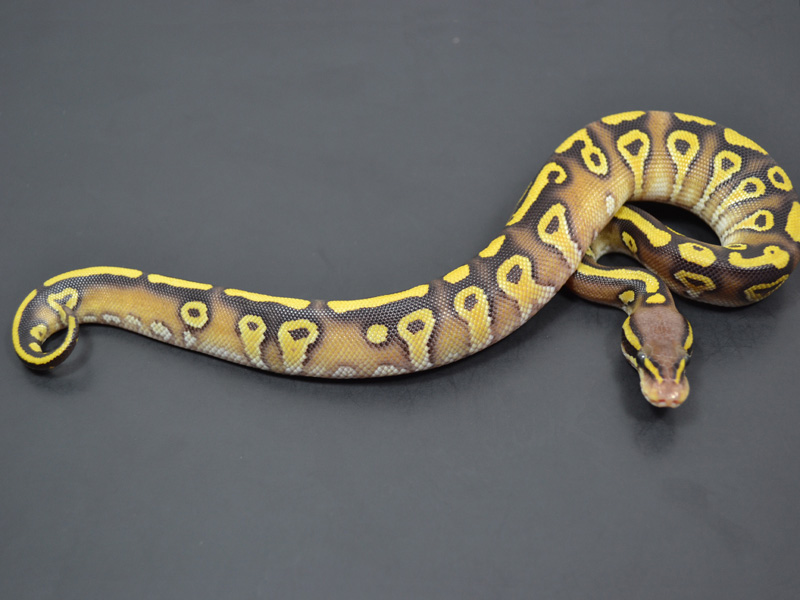 Citrus Pastel Mojave Yellow Belly