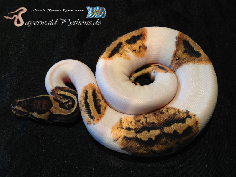 Citrus Pastel Pied