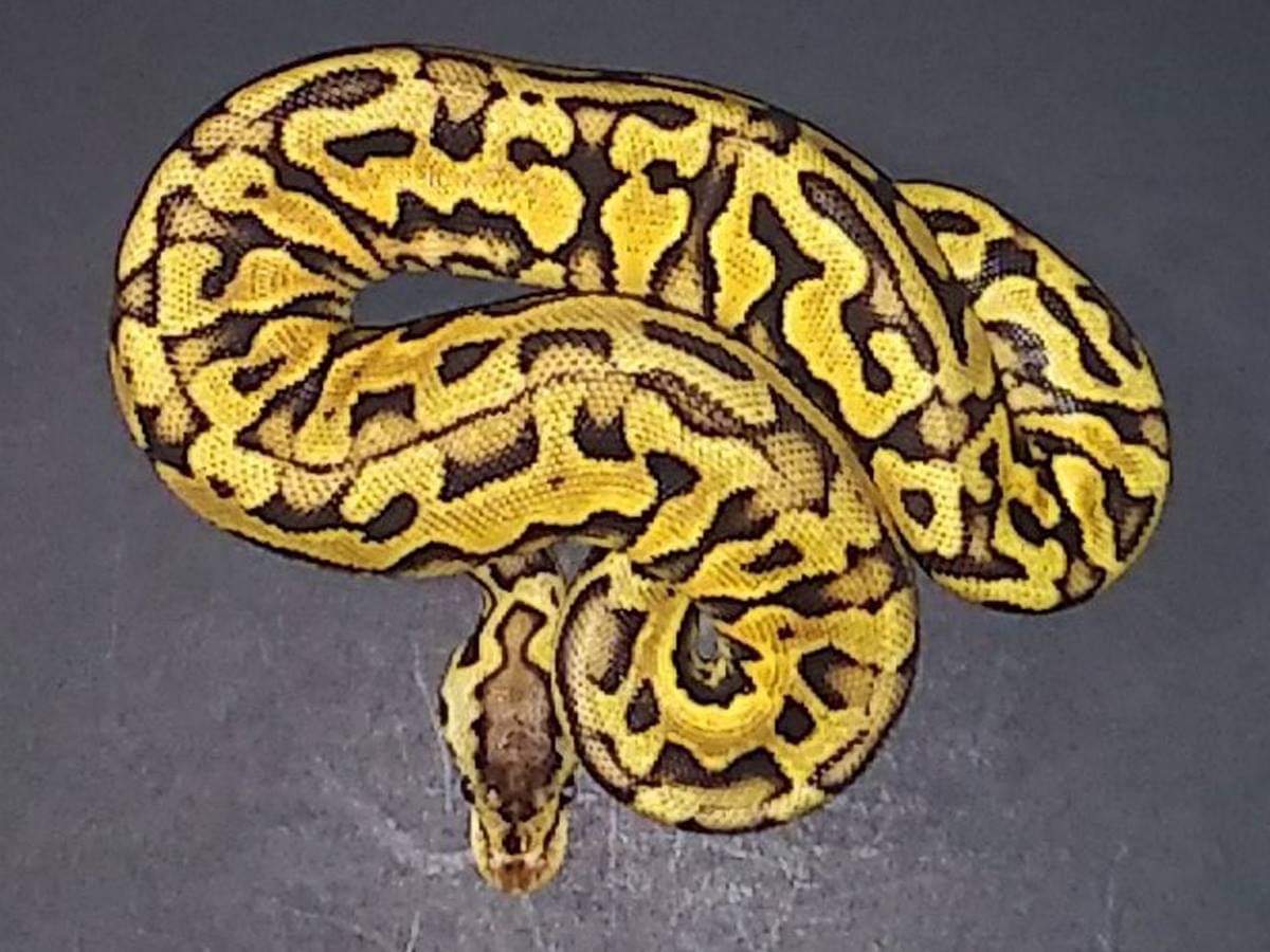 Citrus Pastel Puzzle Yellow Belly