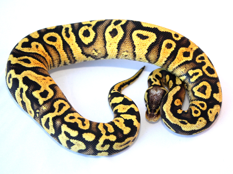 Citrus Pastel Whiteout Yellow Belly