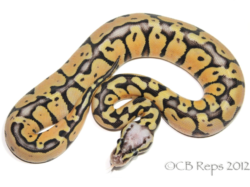 Citrus Pastel Whiteout Yellow Belly