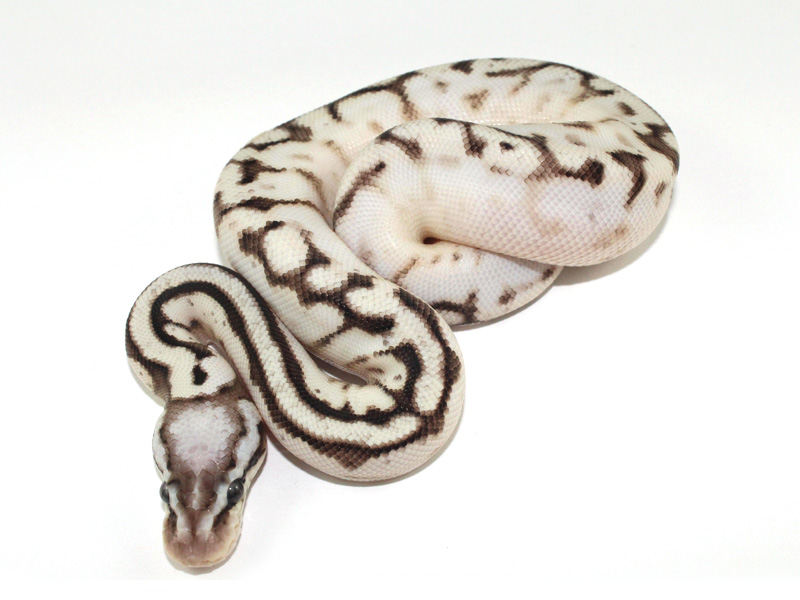 Citrus Whiteout Bumble Bee Sugar - Morph List - World of Ball Pythons