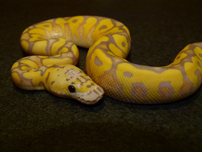 Clown Coral Glow Pastel Yellow Belly